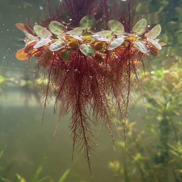 Red Root Floater: Phyllanthus fluitans