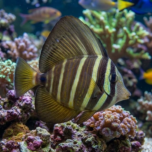 Sailfin Tang