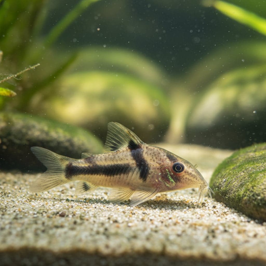 Sands' Cory: Corydoras sandsi