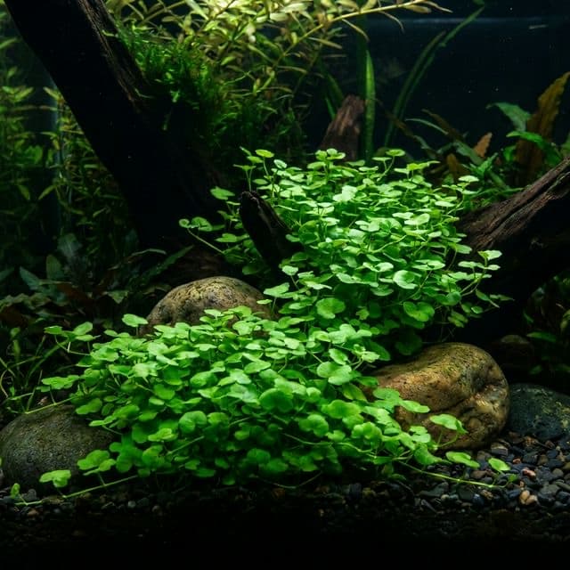 Shade Mudflower: Micranthemum umbrosum