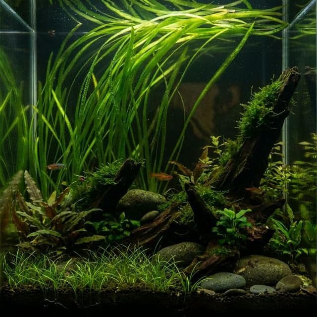 Vallis droite : Vallisneria spiralis
