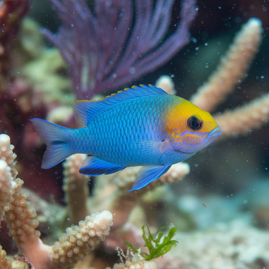 Sunface Damselfish
