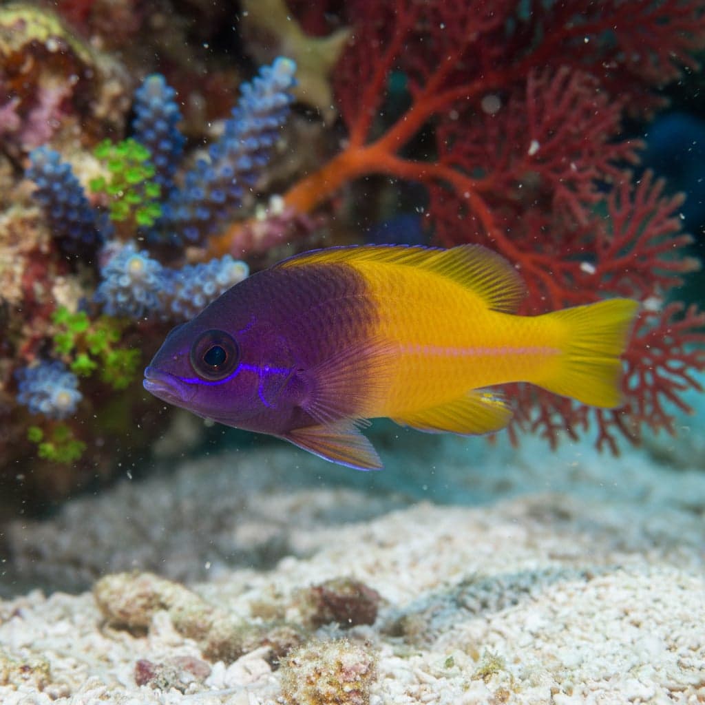 Dottyback du lever de soleil