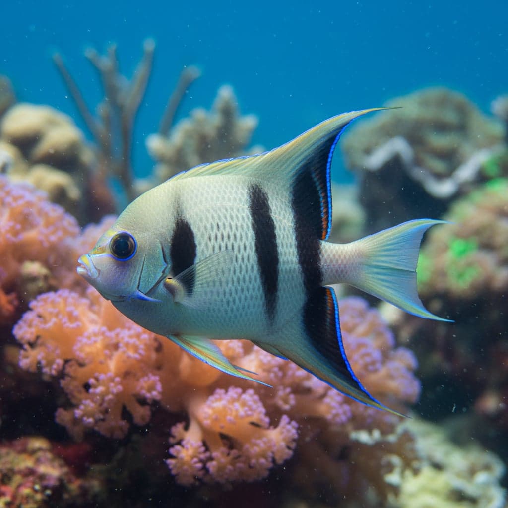 Swallowtail Angelfish