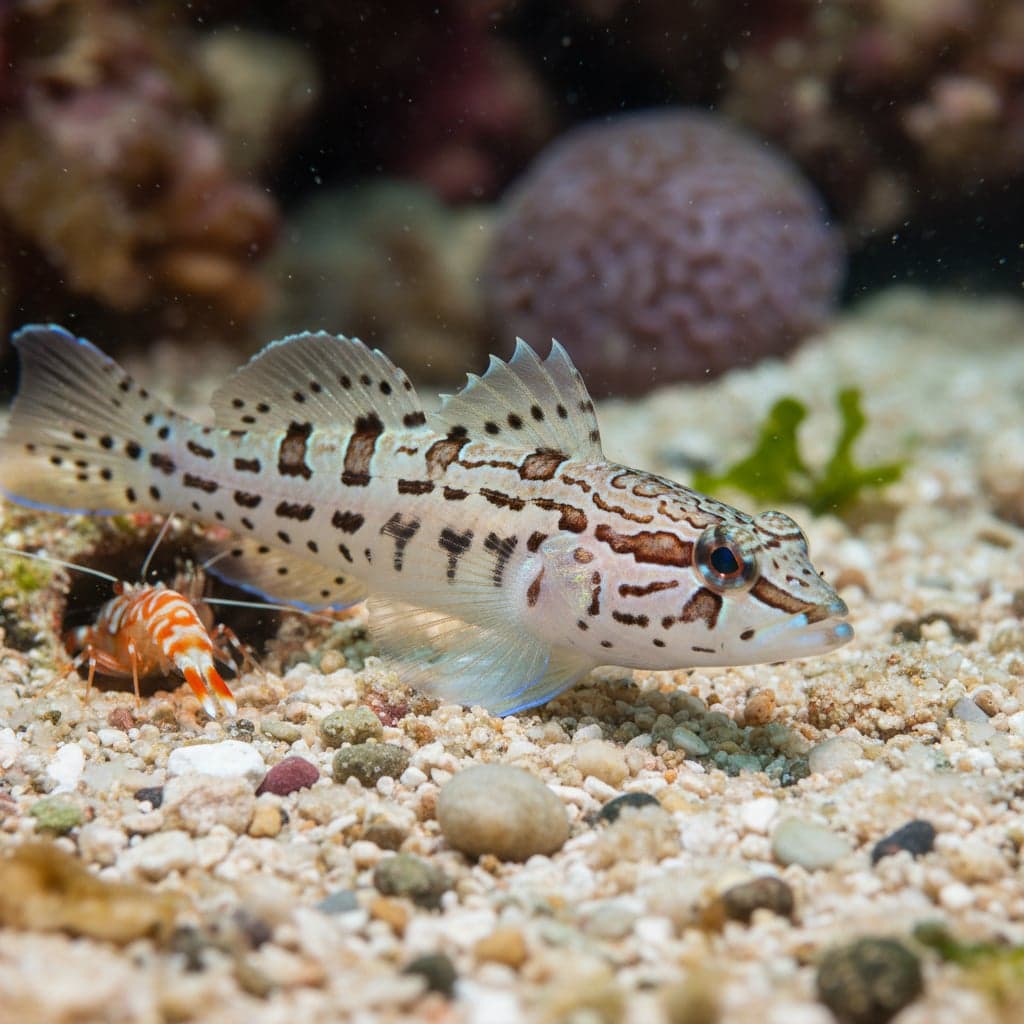 Tangaroa Shrimp Goby
