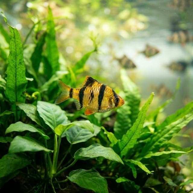 Tiger Barb: Puntigrus tetrazona