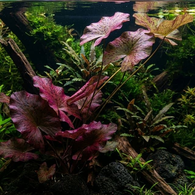 Nymphaea lotus "zenkeri": Tiger Lotus