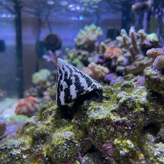 Trochus Snail: Trochus histrio
