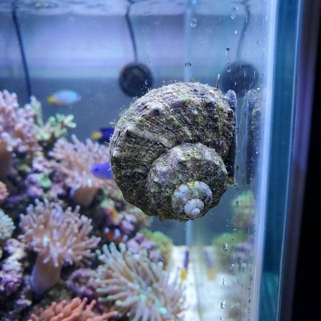 Mexican Turbo Snail: Turbo fluctuosa