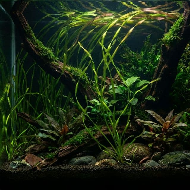 Twisted Vallis: Vallisneria americana var. biwaensis