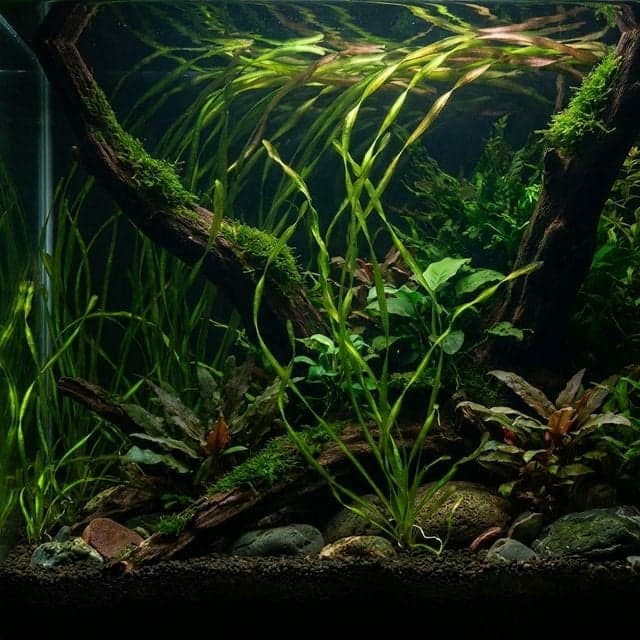 Twisted Vallis: Vallisneria americana var. biwaensis