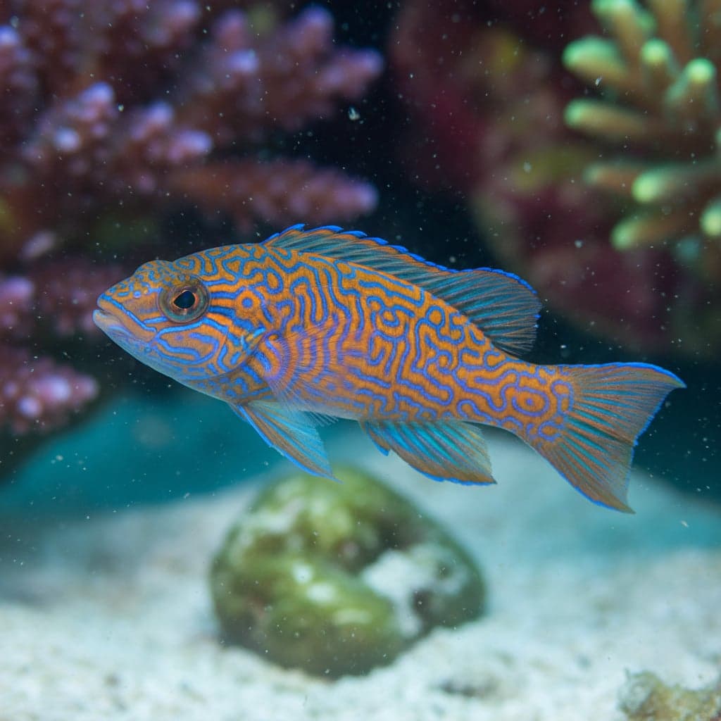 Twistii Wrasse