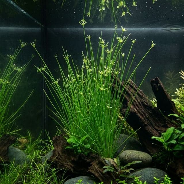 Eleocharis ombrelle : Eleocharis vivipara