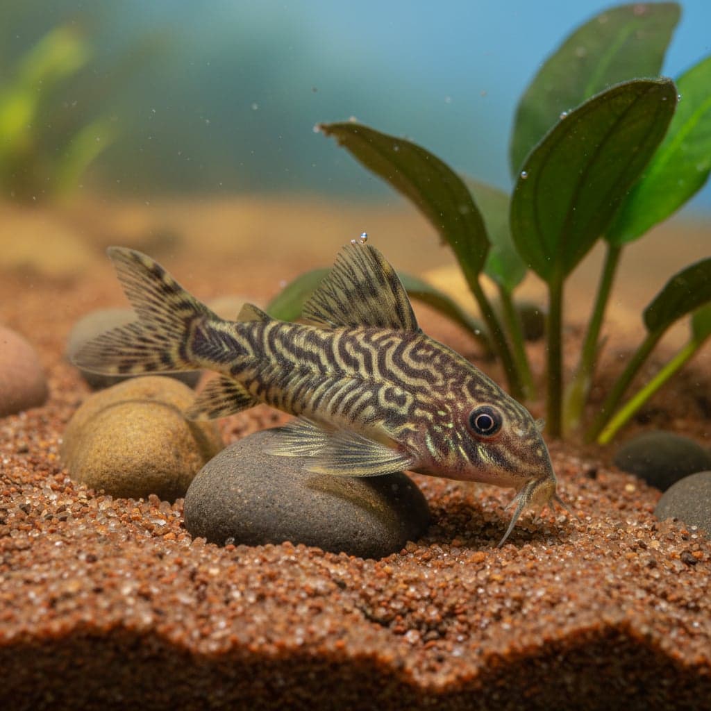 Undulatus Cory: Gastrodermus undulatus