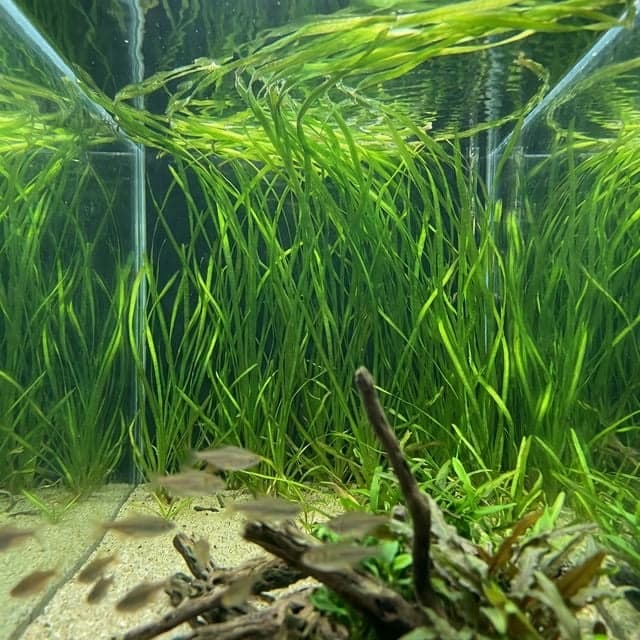 L'herbe de la jungle : Vallisneria