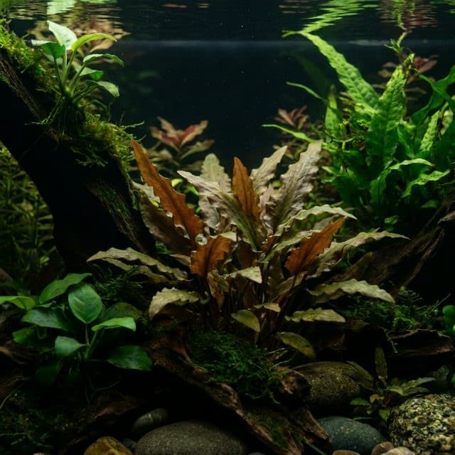 Cryptocoryne walkeri: Walker's Water Trumpet