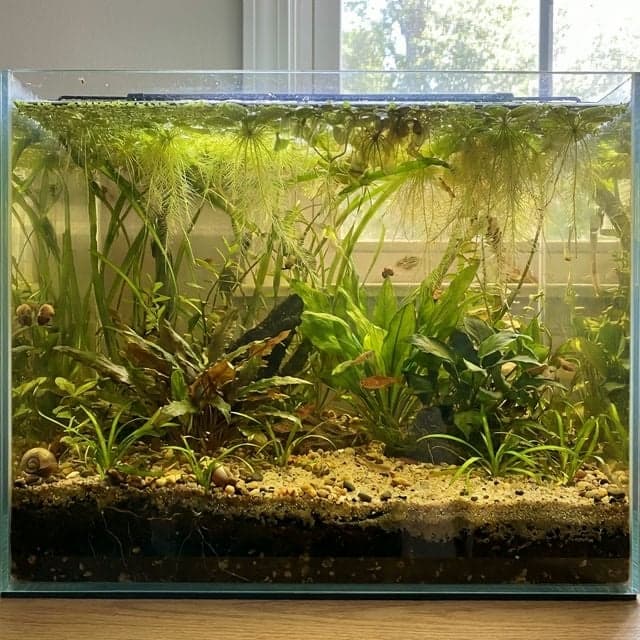 The Walstad Method