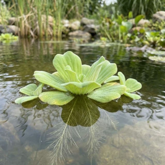 Dwarf Water Lettuce: Pistia stratiotes