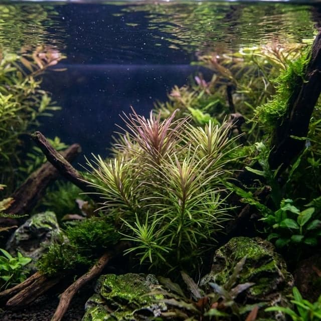 Étoile d'eau : Pogostemon stellatus