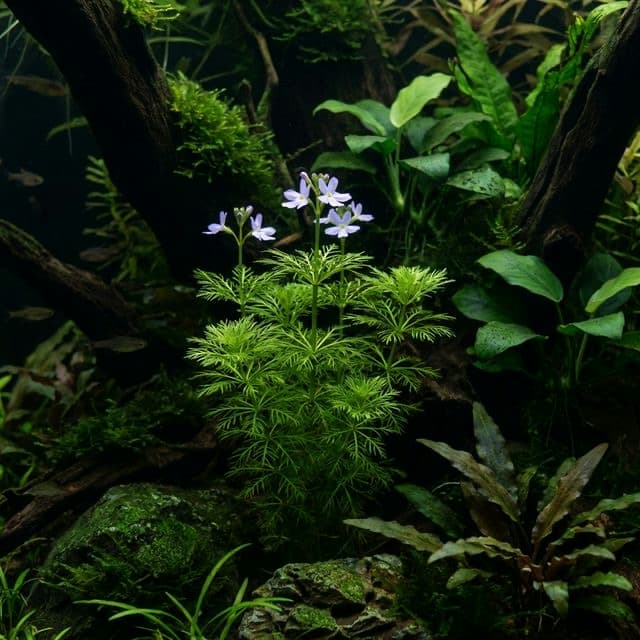 Water Violet: Hottonia palustris