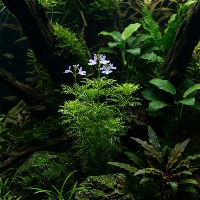 Water Violet: Hottonia palustris