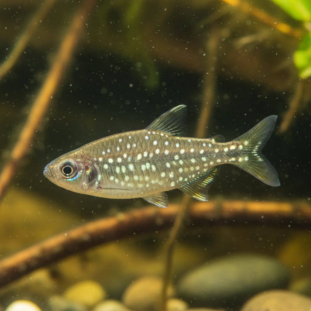 White Spotted Tetra: Aphyocharax paraguayensis