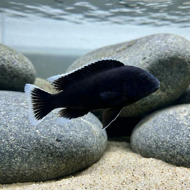 Whitetail Black Acei: Pseudotropheus elegans 'ngara'