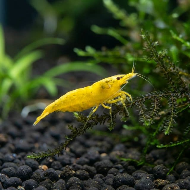 Neocaridina davidi var. 'yellow': Crevette Feu Jaune
