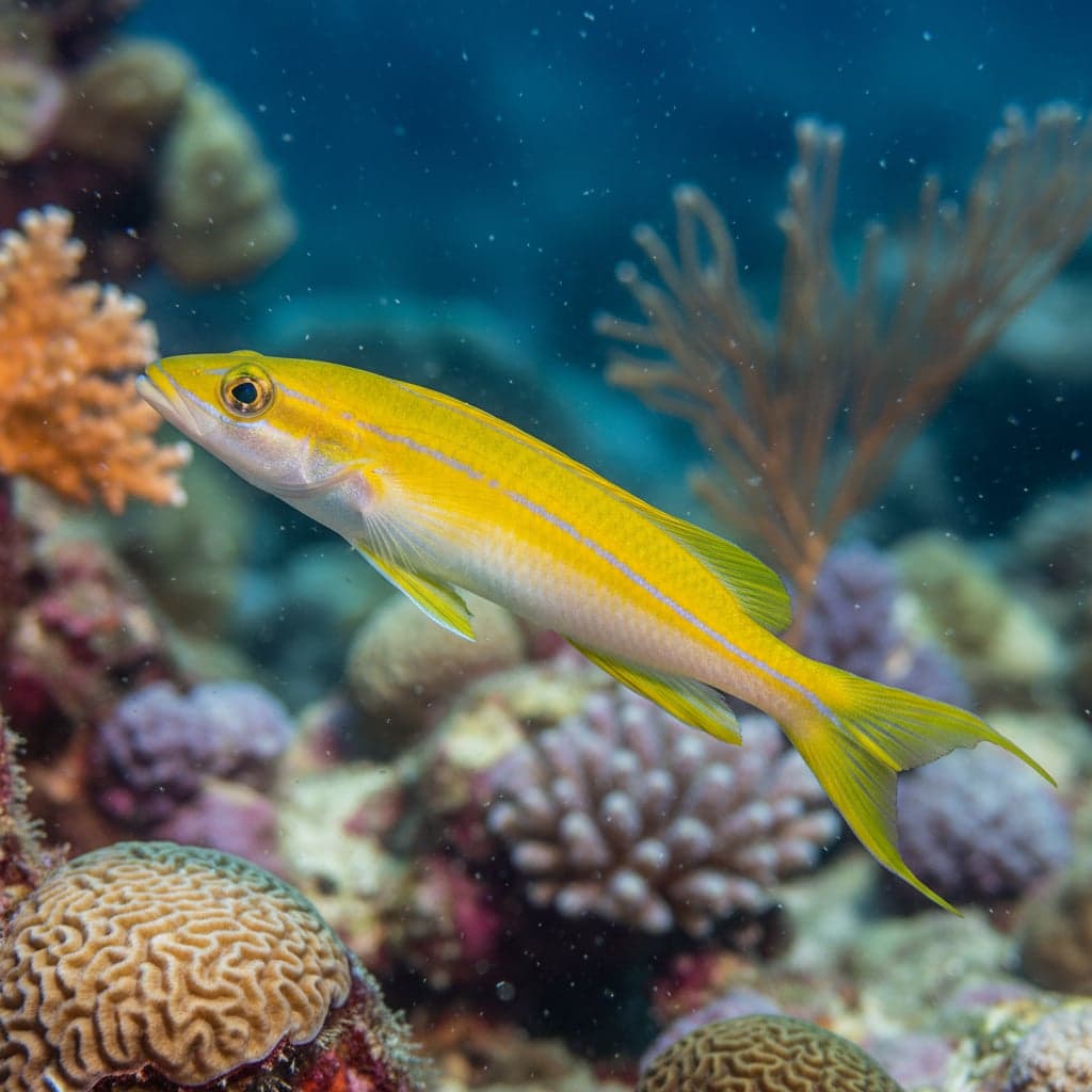 Yellow Tilefish