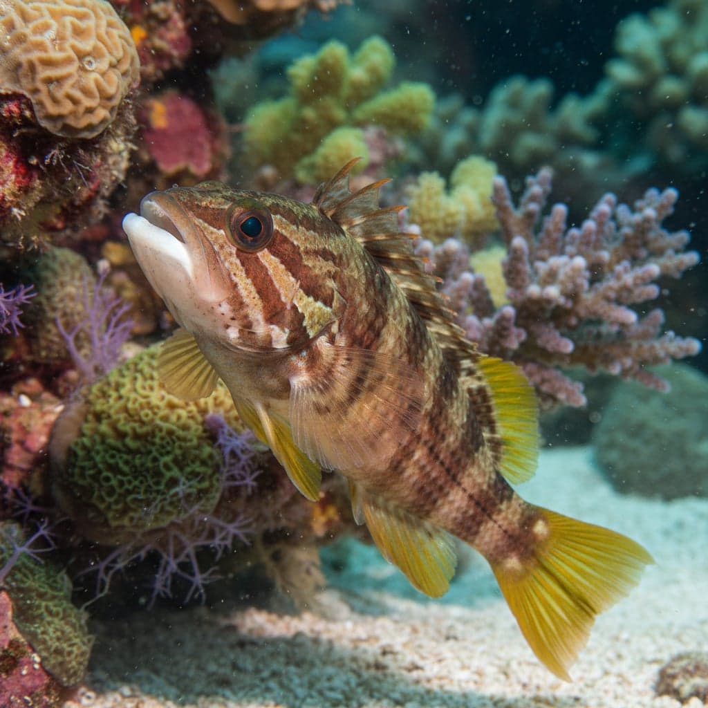 Yellowtail Tubelip