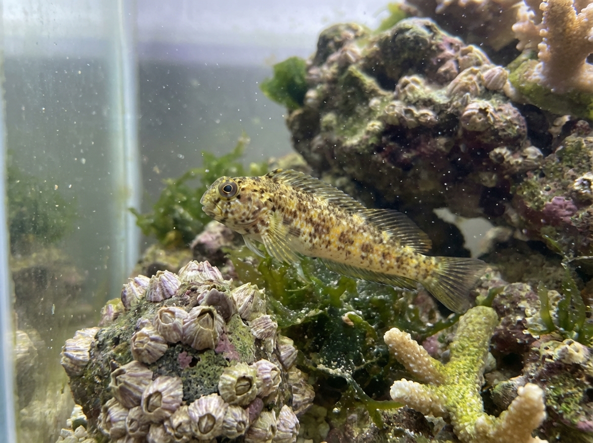 African Blenny