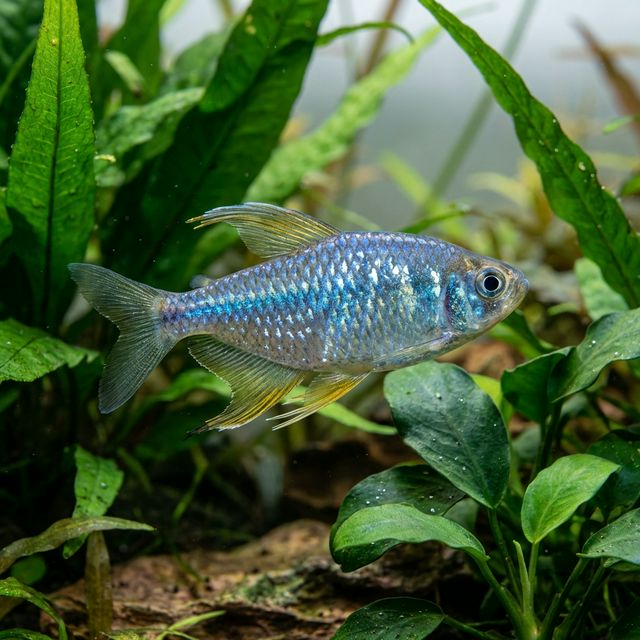 African Blue Diamond Tetra: Alestopetersius smykalai