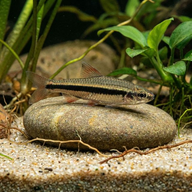 African Broad Band Darter Tetra: Neolebias unifasciatus
