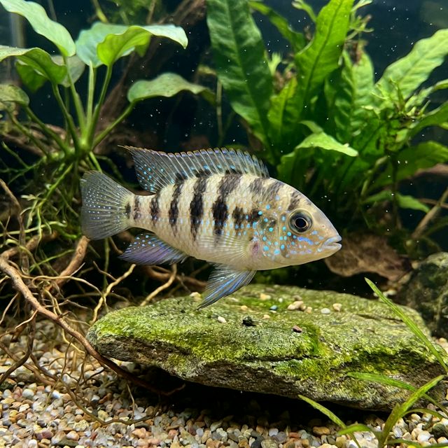 African Butterfly Cichlid: Anomalochromis thomasi