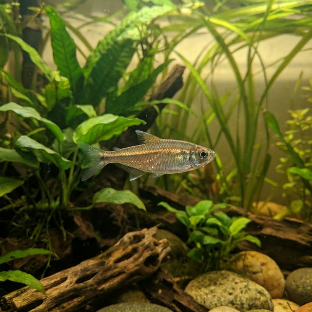 African Copper Ribbon Tetra: Rhabdalestes septentrionalis