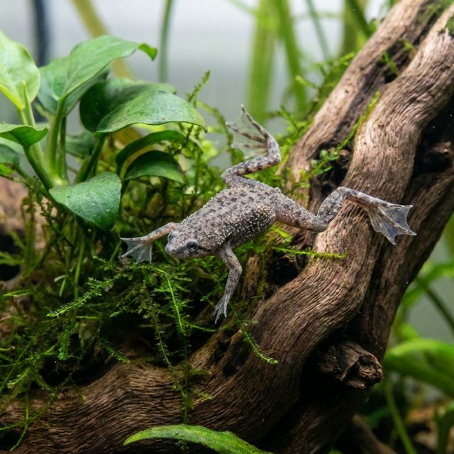 African Dwarf Frog: Hymenochirus spp.