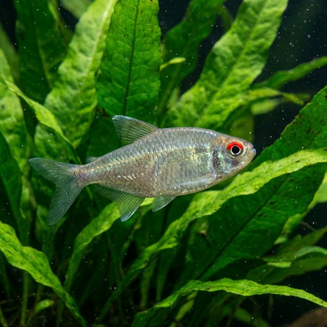 African Red-eyed Tetra: Arnoldichthys spilopterus