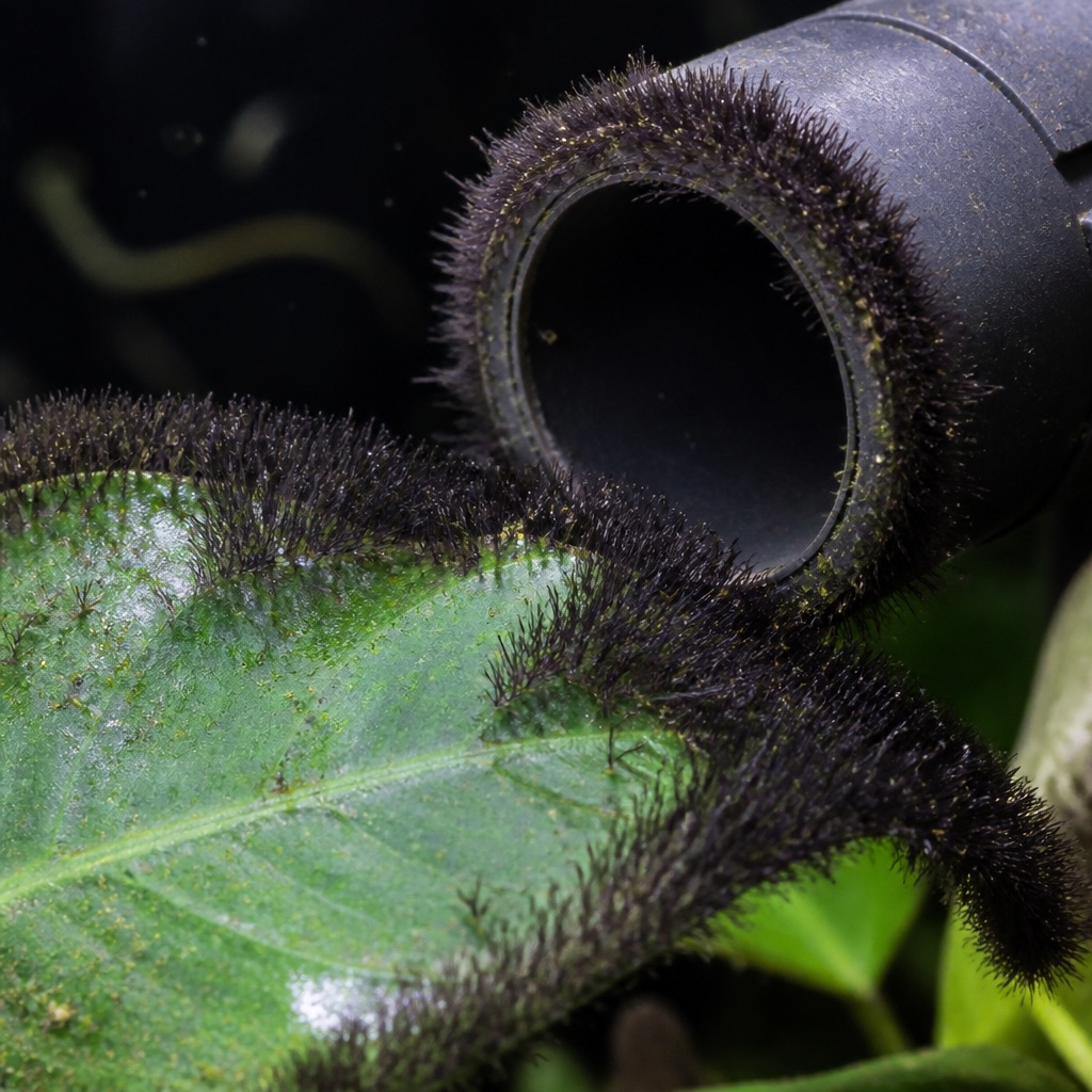 Black beard / brush algae: Identification & Treatment