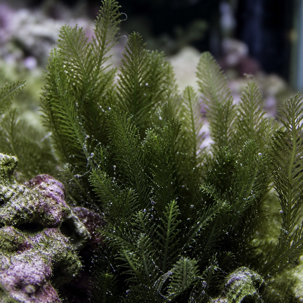 Bryopsis (feather-like fronds): Identification & Treatment