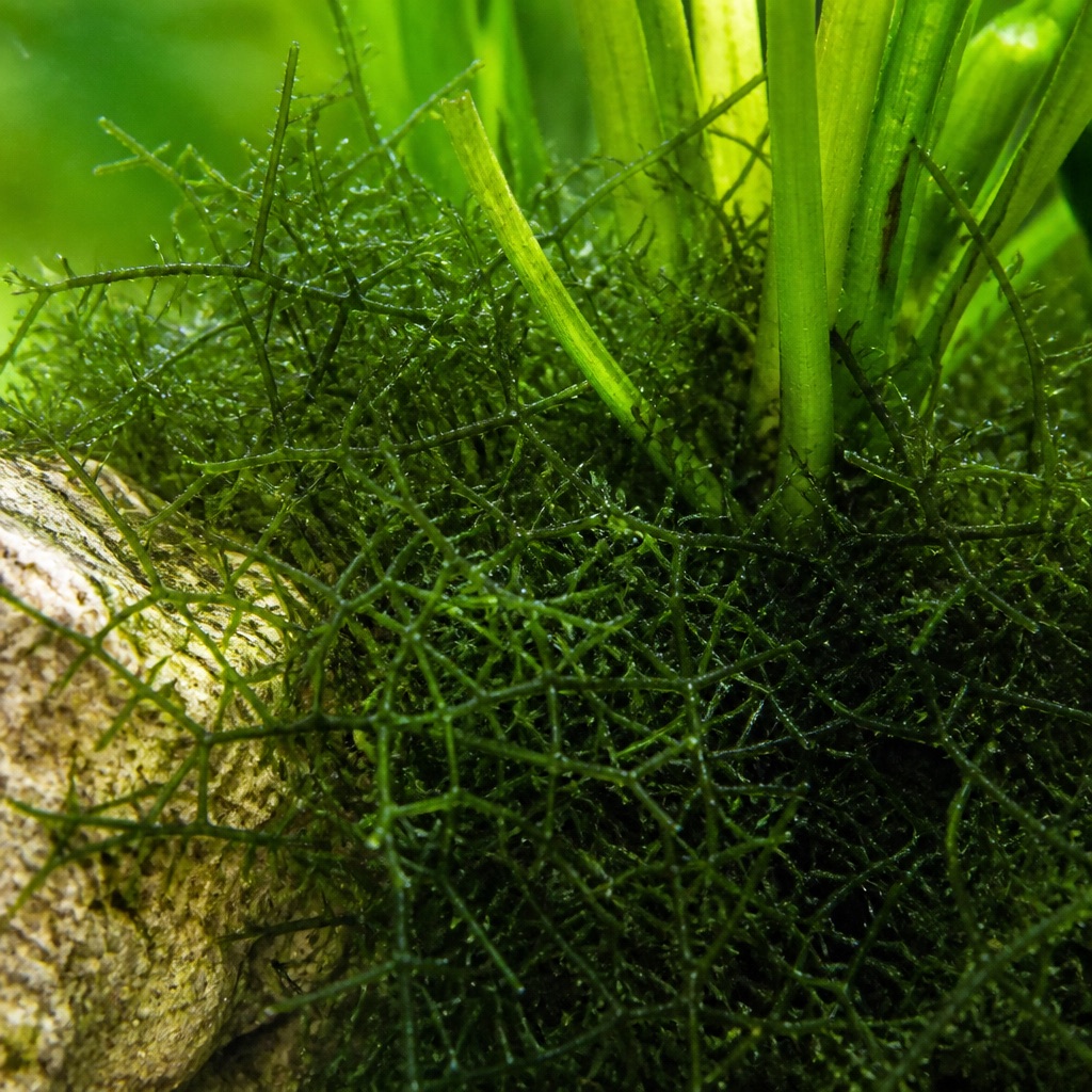 Cladophora (wiry green mesh): Identification & Treatment