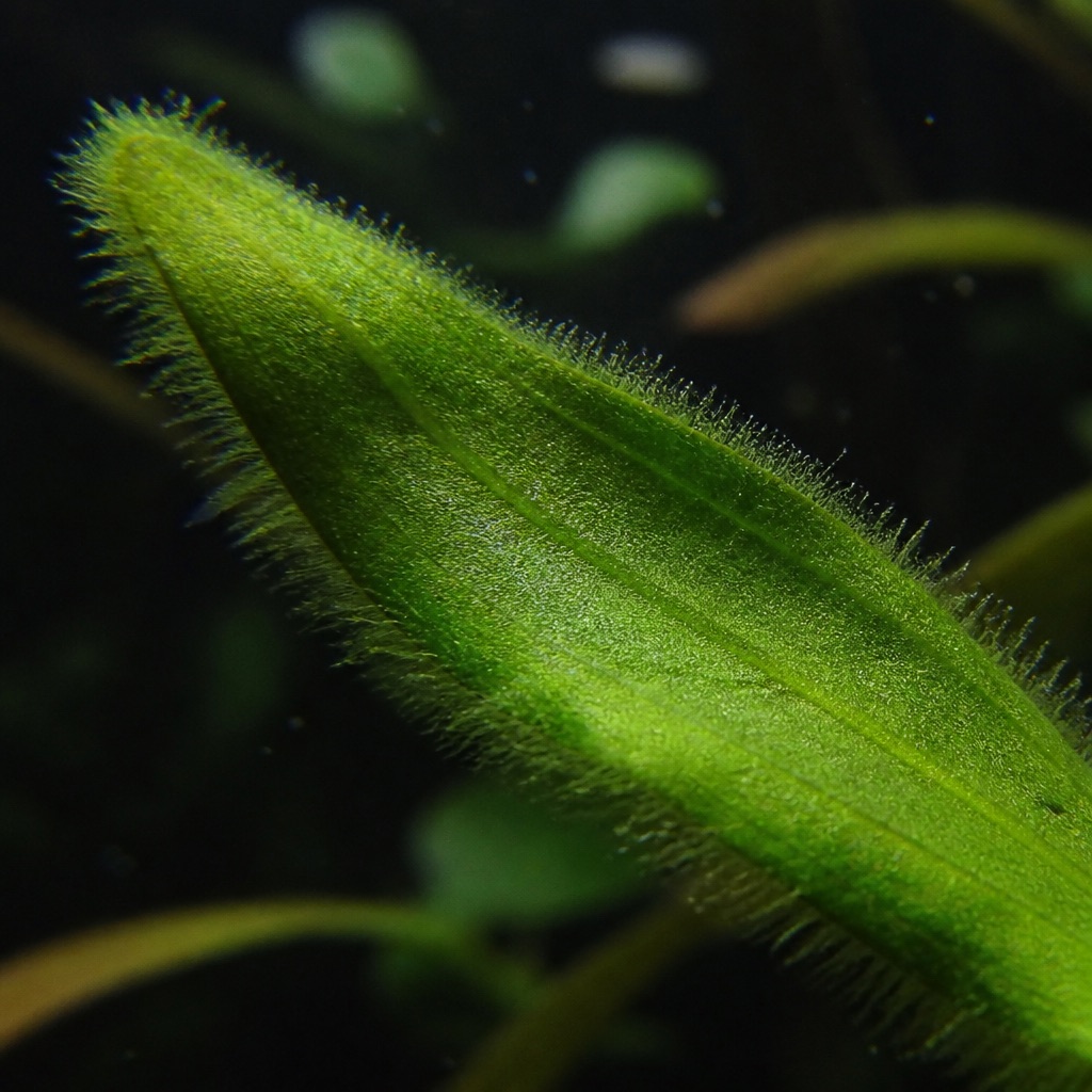 Fuzzy green on plants: Identification & Treatment