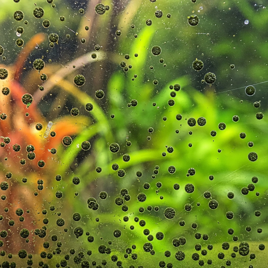 Green spot algae: Identification & Treatment