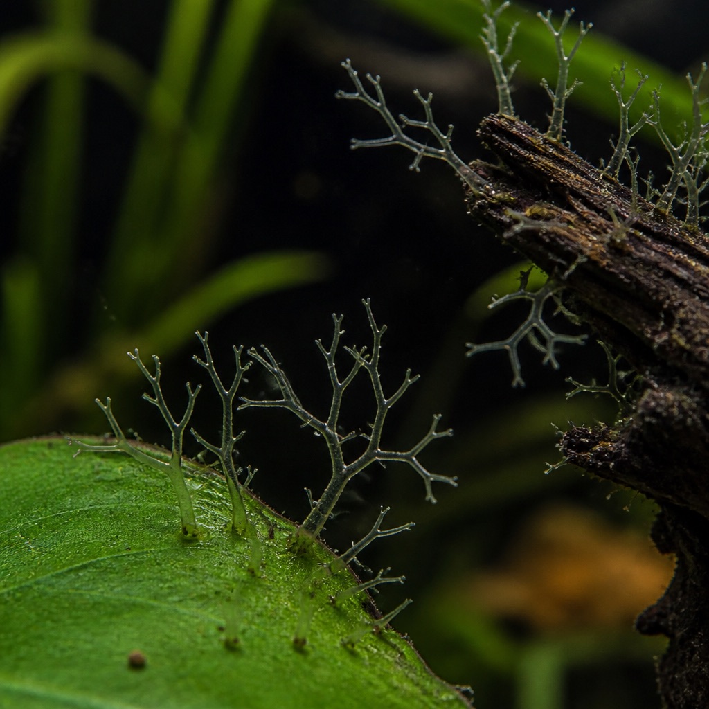 Staghorn algae: Identification & Treatment