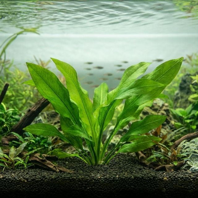 Amazon-Schwertpflanze in einem bepflanzten Aquarium