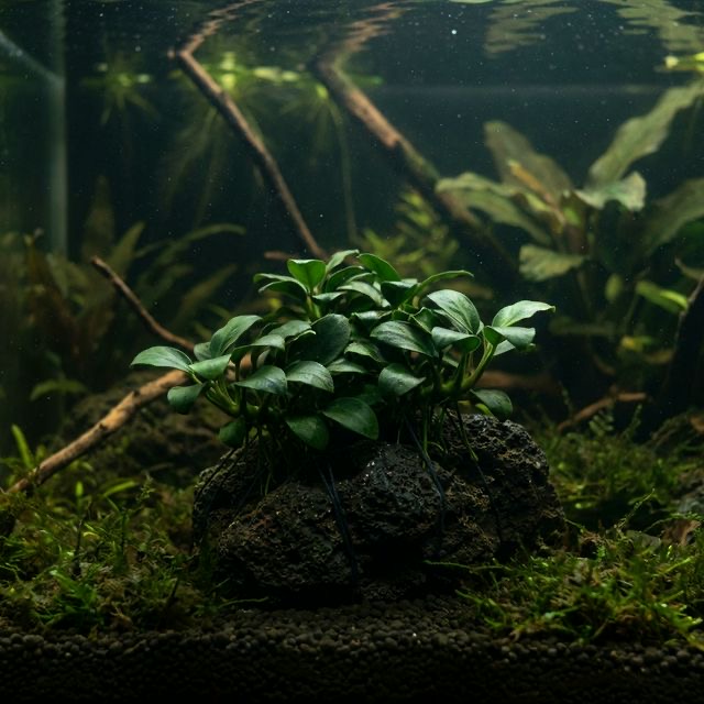 Anubias barteri: var. nana petite