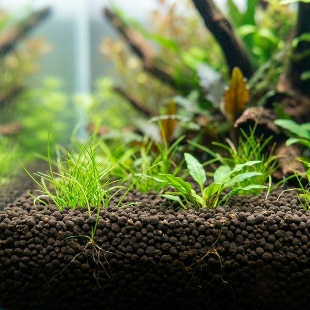 Aquasoil und inertes Substrat im Vergleich für bepflanzte Aquarien