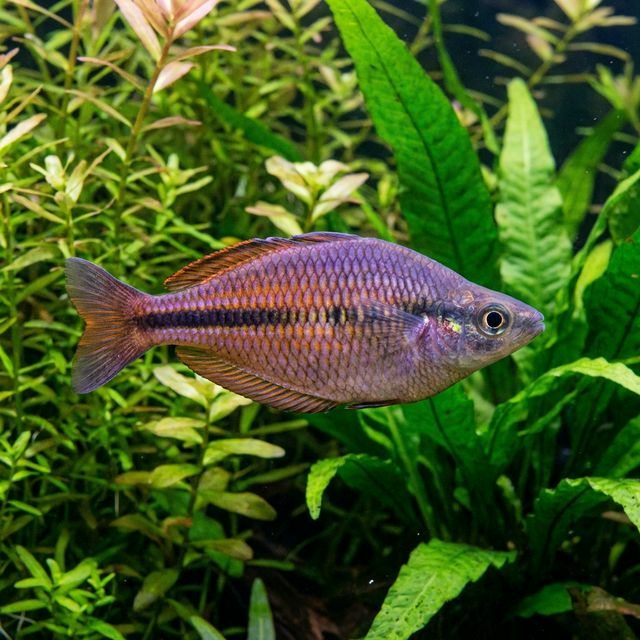 Aru Rainbowfish: Melanotaenia picta