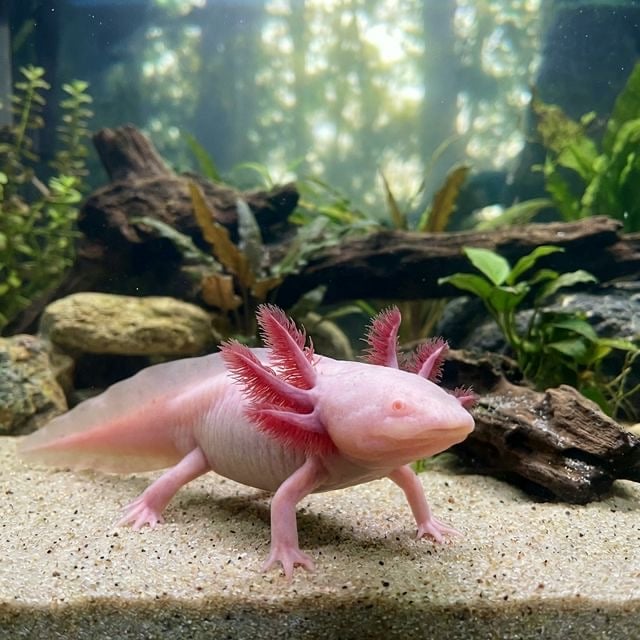 Axolotl: Ambystoma mexicanum
