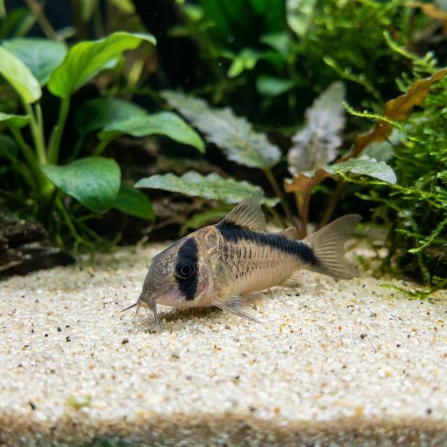 Bandit Cory: Hoplisoma melini