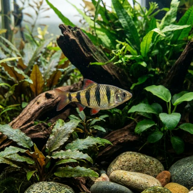 Barilioides Barb: Enteromius fasciolatus